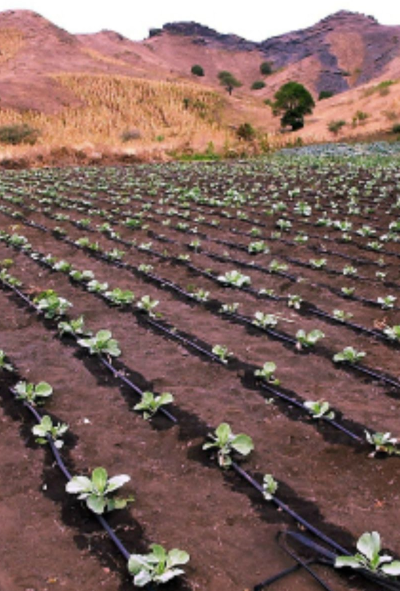 Drip irrigation is a highly efficient method of watering crops that delivers water directly to the plant's roots through a network of tubes, pipes, and emitters.
