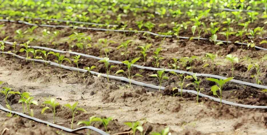 Drip irrigation is a highly efficient method of watering crops that delivers water directly to the plant's roots through a network of tubes, pipes, and emitters.