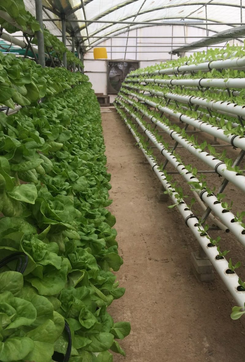 Hydroponics is a method of growing plants without soil, where nutrients are delivered directly to the plant roots through a water-based solution.