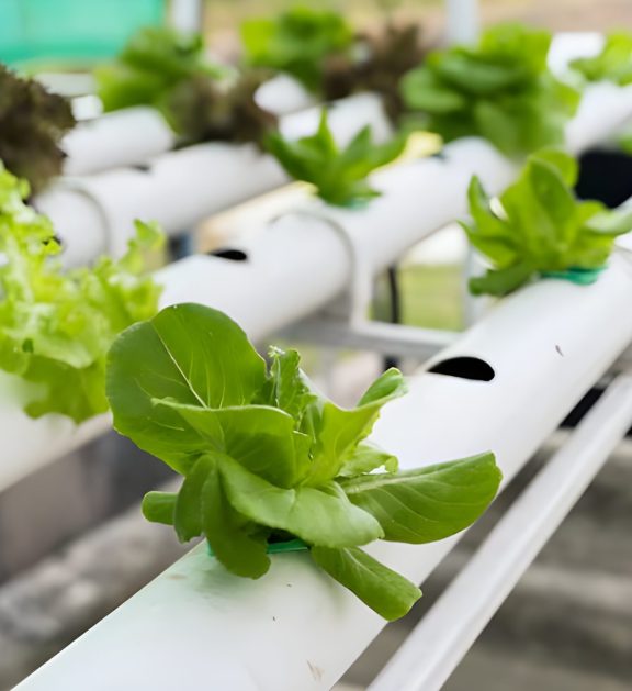 Hydroponics is a method of growing plants without soil, where nutrients are delivered directly to the plant roots through a water-based solution.
