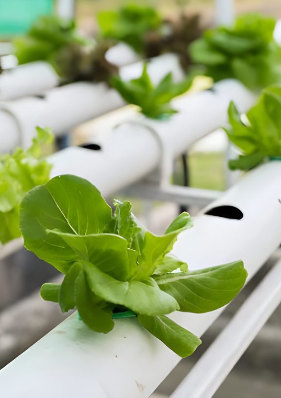 Hydroponics is a method of growing plants without soil, where nutrients are delivered directly to the plant roots through a water-based solution.