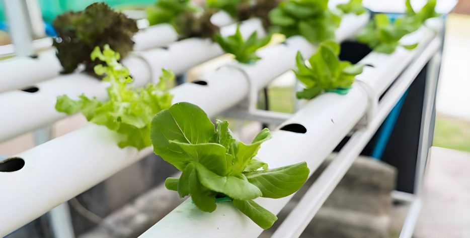 Hydroponics is a method of growing plants without soil, where nutrients are delivered directly to the plant roots through a water-based solution.