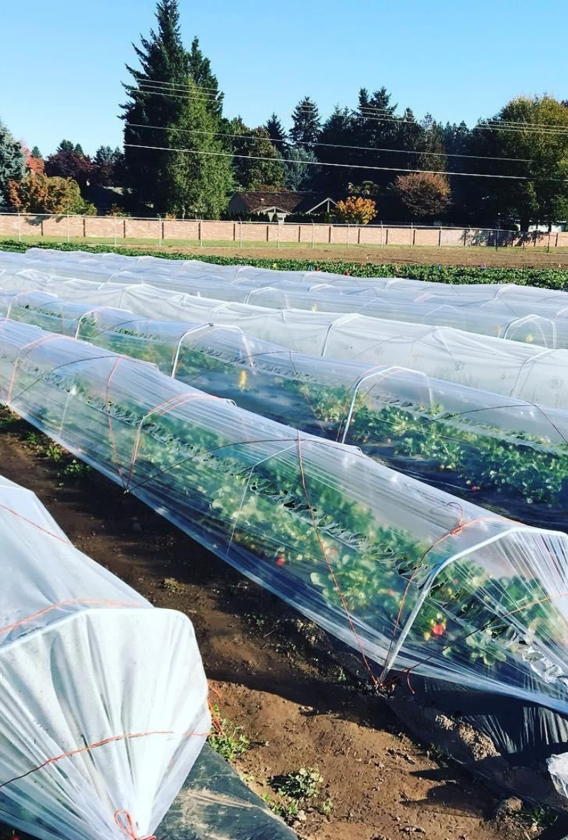 Low-cost tunnels are simple, cost-effective greenhouse structures that provide a controlled environment for crop growth.