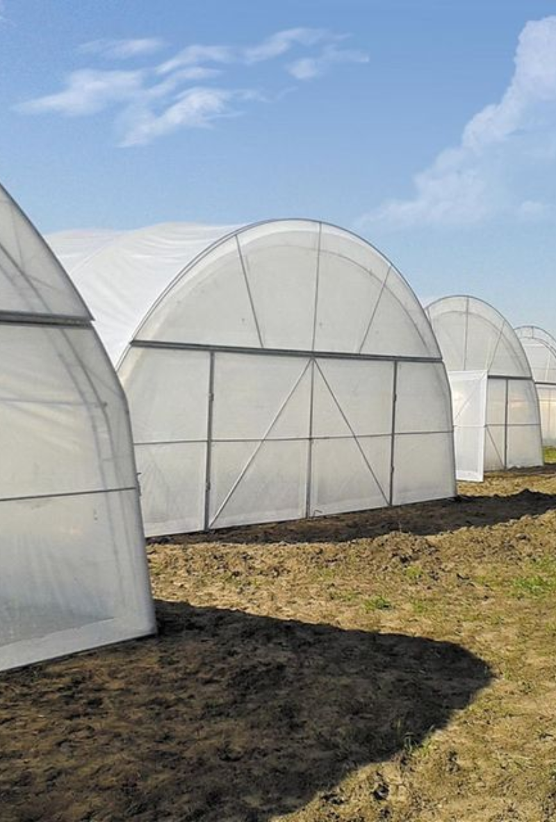 A Fan and Pad Polyhouse is an advanced type of greenhouse designed to create an optimal growing environment for crops, particularly in regions with high temperatures.