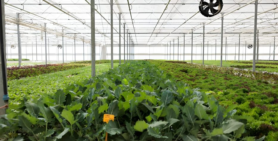 A Fan and Pad Polyhouse is an advanced type of greenhouse designed to create an optimal growing environment for crops, particularly in regions with high temperatures.