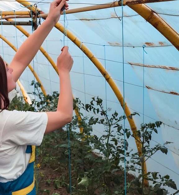 A Shade Net House is a type of agricultural structure designed to protect crops from excess sunlight and harsh weather conditions.