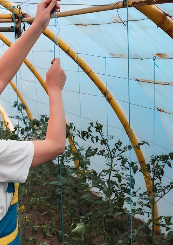 A Shade Net House is a type of agricultural structure designed to protect crops from excess sunlight and harsh weather conditions.