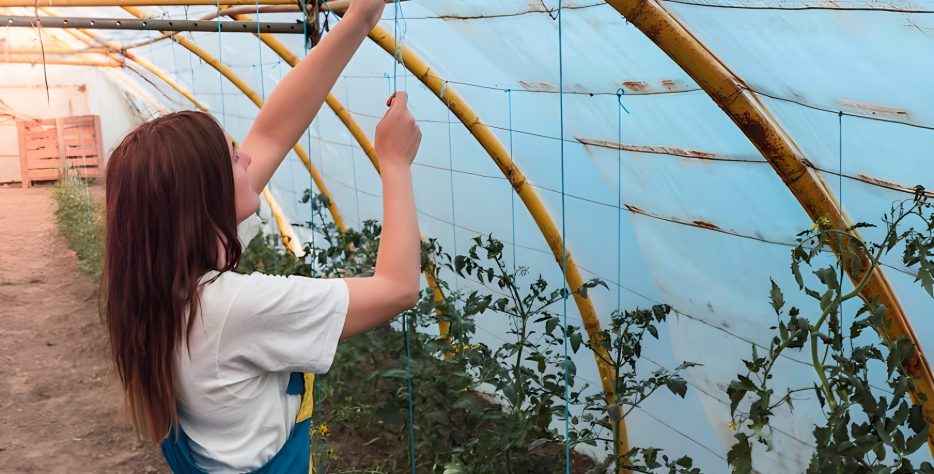 A Shade Net House is a type of agricultural structure designed to protect crops from excess sunlight and harsh weather conditions.